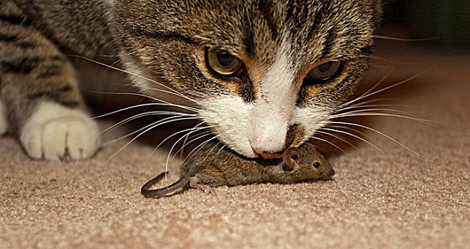 家猫,抓住,玩,吃,普通,家鼠,小鼠