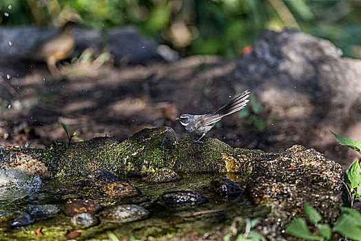白喉扇尾鹟,树林中觅食的鸟