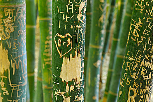 涂鸦,竹子,马若雷尔花园,玛拉喀什,摩洛哥