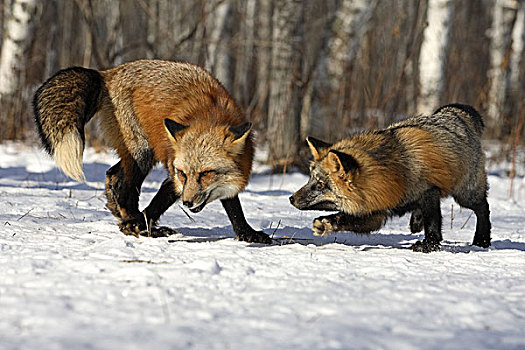 红狐,狐属,争执