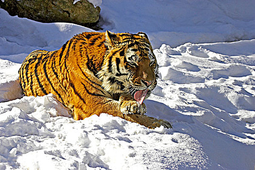 西伯利亚虎,东北虎,站立,雪,舔,爪子