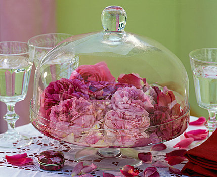 粉色,历史,玫瑰,花,玻璃