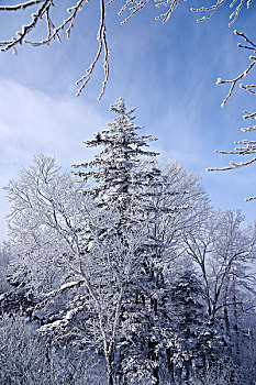 中国雪乡,羊草山