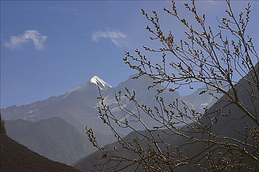 特写,枝条,山峦,背景,安娜普纳,喜马拉雅山,尼泊尔