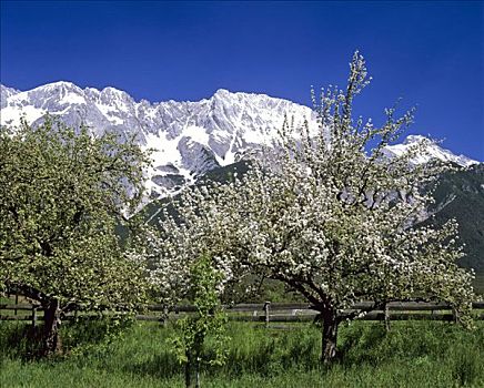 盛开,苹果树,提洛尔,奥地利
