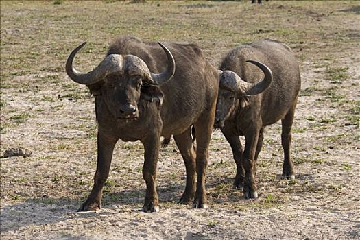 非洲,水牛,非洲水牛,乔贝国家公园,博茨瓦纳