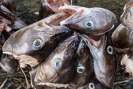 鱼头,鱼肉,罗弗敦群岛,挪威,欧洲
