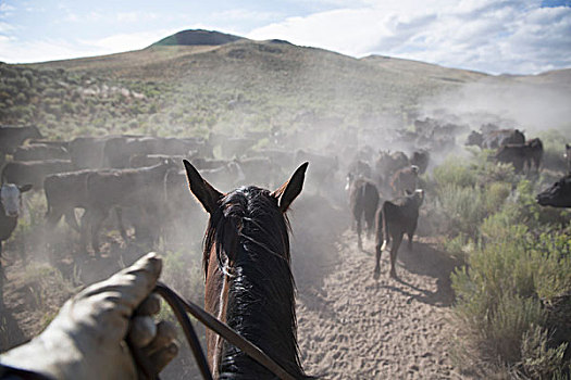远景,牛仔,骑马,放牧,牛,尘土,乡村风光