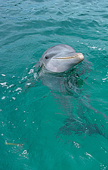 瓶鼻海豚,海豚,头部,室外,水,加勒比海,洪都拉斯,中美洲