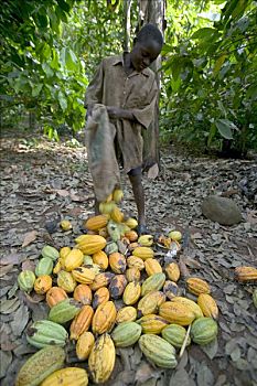 可可,可可豆,男孩,帮助,丰收,乡村,尼日利亚