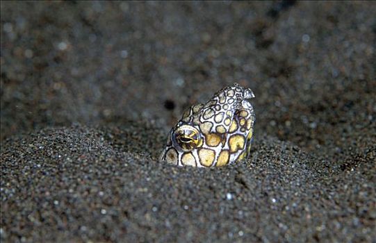 蛇,鳗鱼,图兰奔,巴厘岛,印度尼西亚