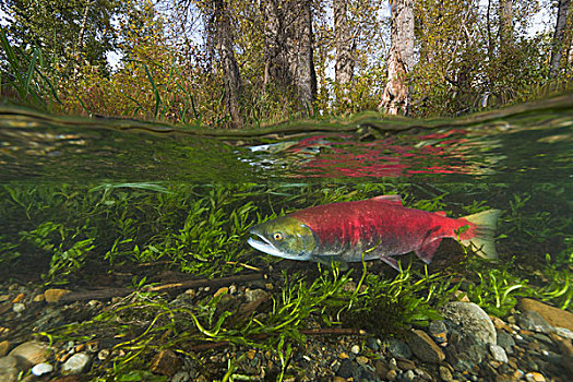红大马哈鱼,红鲑鱼,女性,游泳,支流,亚当斯河,产卵,省立公园,不列颠哥伦比亚省,加拿大
