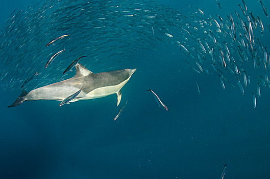 常见海豚,长吻真海豚,沙丁鱼,东开普省,南非