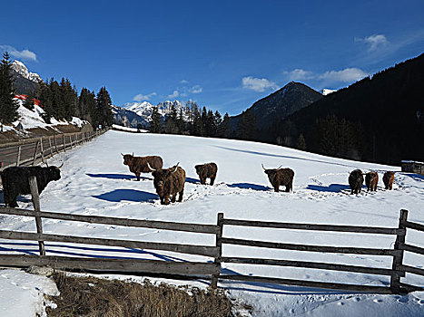 自然,场景,母牛,动物,冬天,雪,山景,背景