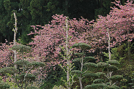 日本平和公园内樱花