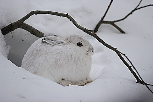 雪兔,雪中,冰川国家公园,蒙大拿