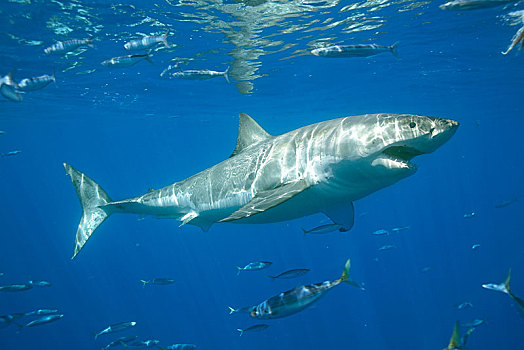大,大白鲨,沙鲨属,瓜德罗普,墨西哥,北美