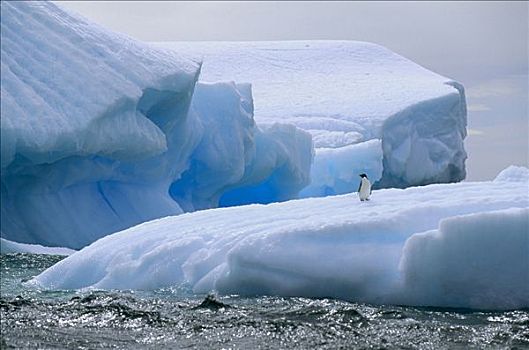 阿德利企鹅,冰山,保利特岛,威德尔海,南极