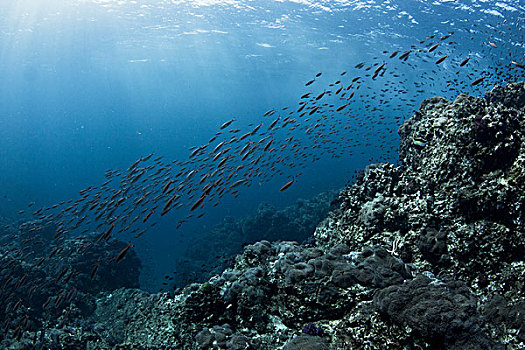水下视角,鱼群,礁石,斯米兰,国家级保护区,安达曼海,泰国