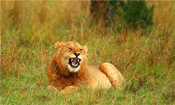 幼兽,野生,非洲狮