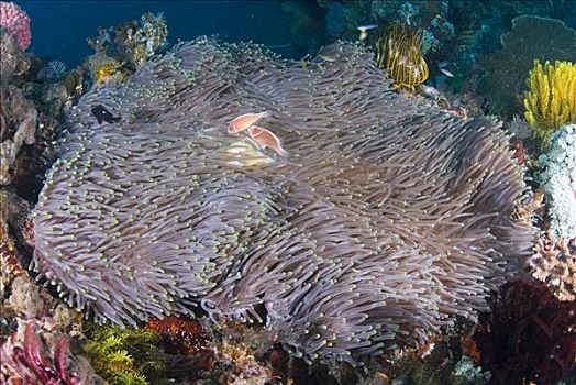 粉红海葵鱼,一对,华美,海葵,公主海葵,科莫多岛,印度尼西亚