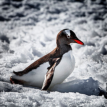 南极,有趣,侧视图,巴布亚企鹅