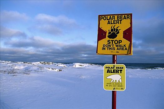 北极熊,警告标识,丘吉尔市,曼尼托巴,加拿大