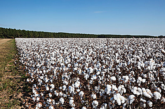 地点,棉花,丰收,就绪,英格兰,阿肯色州,美国