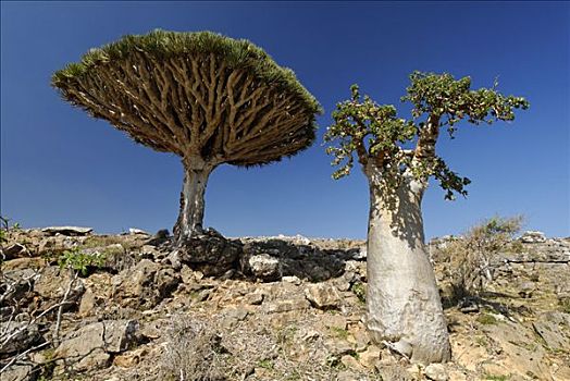 血,树,索科特拉岛,世界遗产,也门