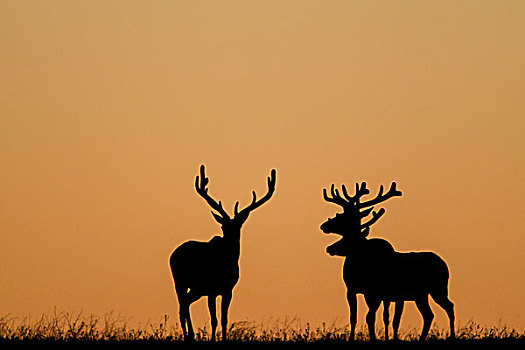 公麋鹿,剪影,日出,西奥多罗斯福国家公园,北达科他,美国
