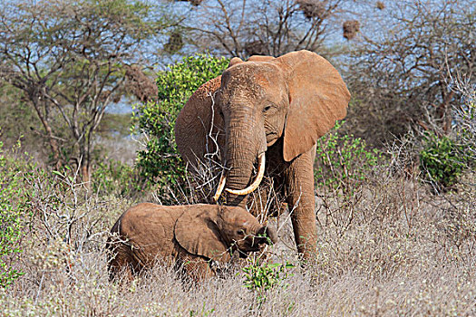 非洲,大象,塔斯沃国家公园,肯尼亚