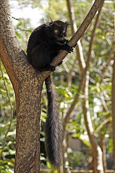 黑狐猴,成年,雄性,诺西空巴,马达加斯加,非洲