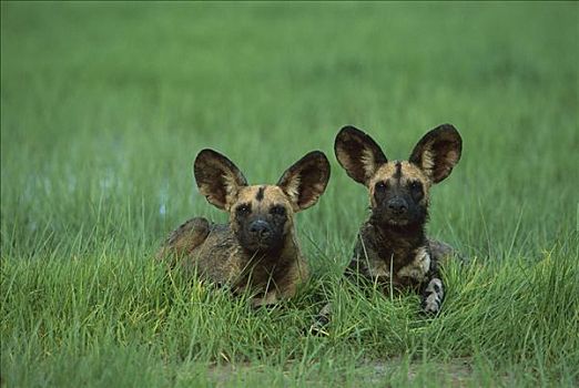 非洲野狗,非洲野犬属,一对,放入,青草,夏天,濒危,萨维提,乔贝国家公园,博茨瓦纳