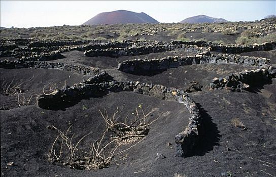 兰索罗特岛,葡萄种植,地区,火山岩