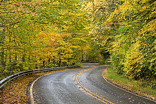 美国,北卡罗来纳,道路,秋色,树林,画廊