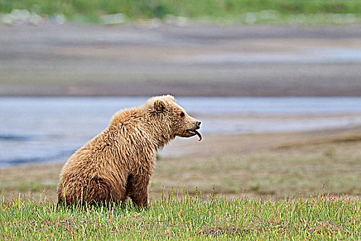 棕熊,一岁,幼兽,伸舌头,湾,卡特麦国家公园,阿拉斯加,美国