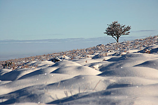 英格兰,德文郡,达特姆尔高原,孤单,山楂,树,雪中
