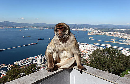 叟猴,坐,栅栏,直布罗陀,缆车,上面,车站