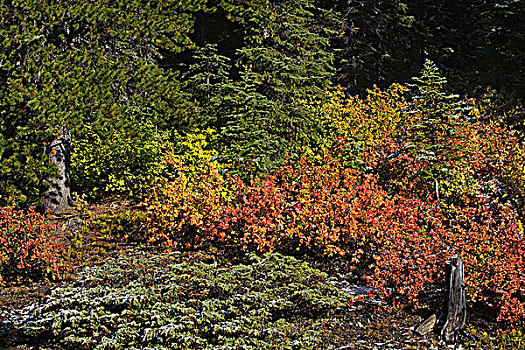 秋色,班芙国家公园,艾伯塔省,加拿大