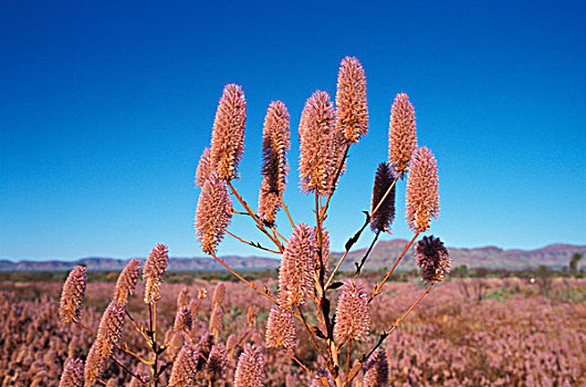 澳大利亚,西澳大利亚州,卡瑞吉尼国家公园,野花