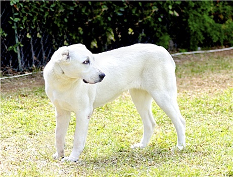 中亚,牧羊犬