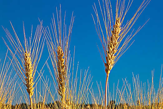冬天,小麦,清晰,蓝天,安大略省,加拿大
