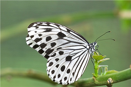 蝴蝶,自然背景
