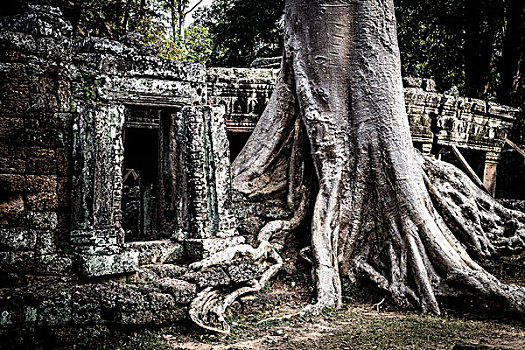 柬埔寨,吴哥窟,塔普伦寺,庙宇,树,遗址,大幅,尺寸