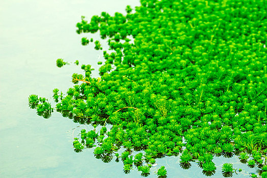 翠绿蓬盛的水草