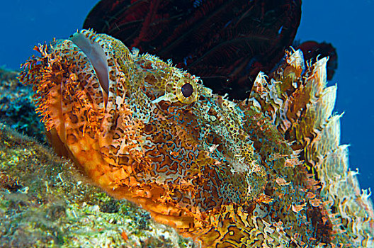 鲉,躺着,礁石,湾,巴布亚新几内亚