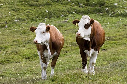 两个,母牛,看,草地,靠近,国家公园,陶安,奥地利