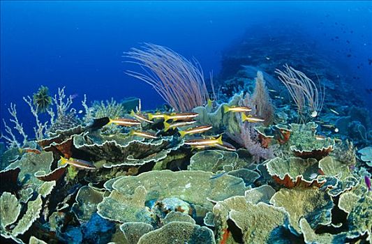 鲷鱼,笛鲷,深,礁石,软珊瑚,硬珊瑚,盘子,巴布亚新几内亚