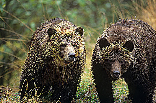 三个,沿岸,大灰熊,棕熊,不列颠哥伦比亚省,加拿大