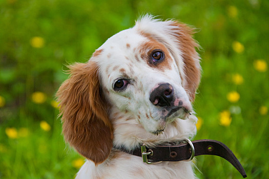 长毛垂耳西班牙犬图片